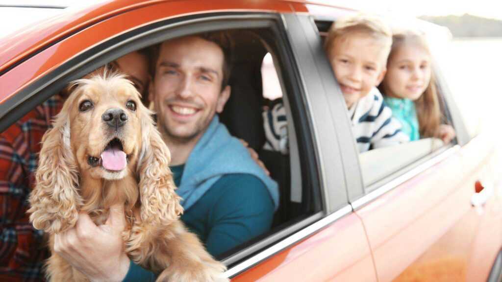 Traveling with a Dog in the Car – Essential Tips for a Safe and Enjoyable Journey