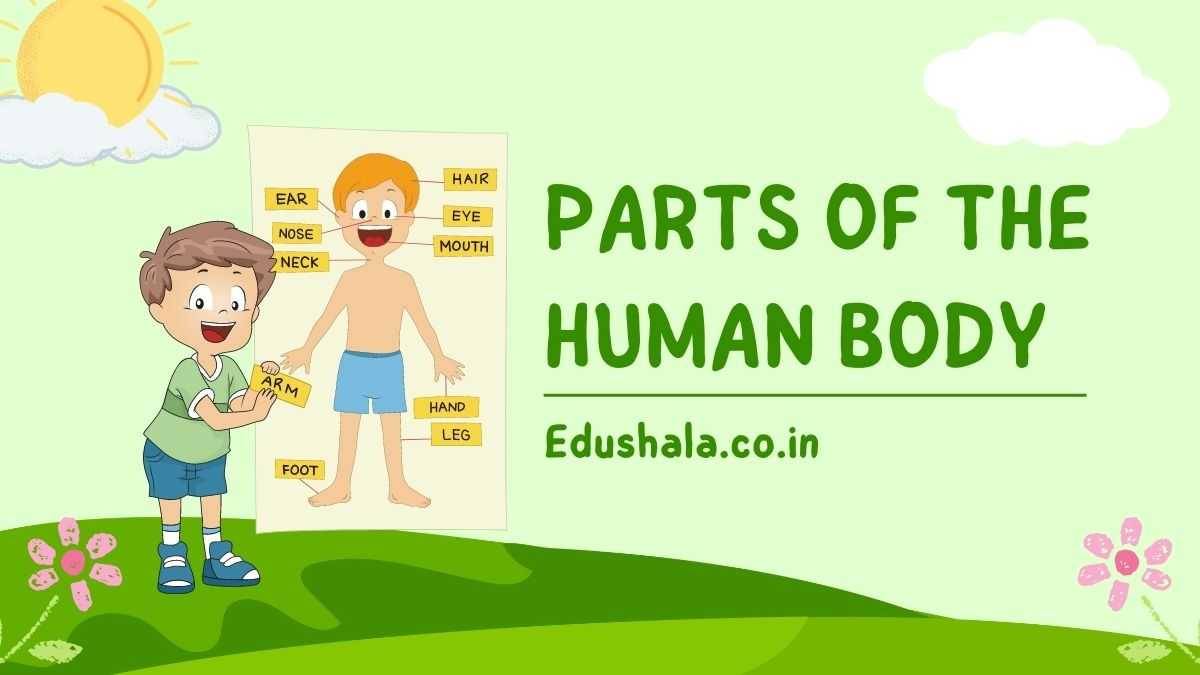 Name of Body Parts Explained: The Human Body Unveiled