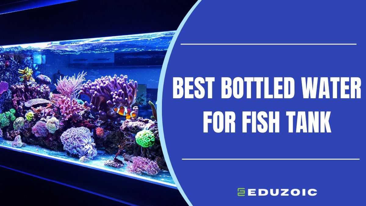 10 Best Bottled Water for Fish Tank: Don’t Risk Your Fish’s Health! 