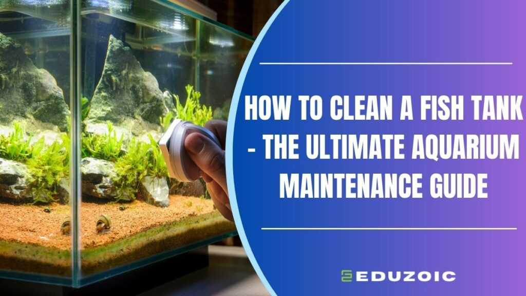 How to clean a fish tank