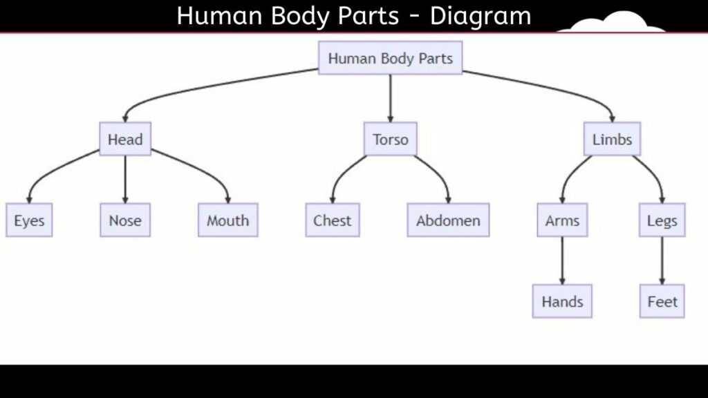 Diagram of a human body parts