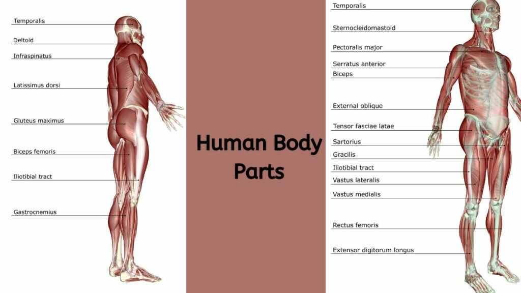 Human body parts name