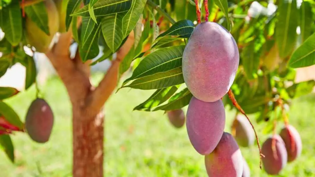 Types of mango